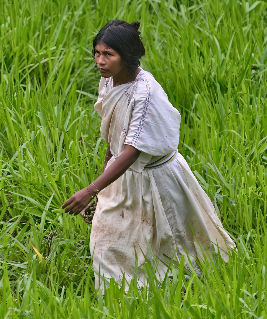Kogi People