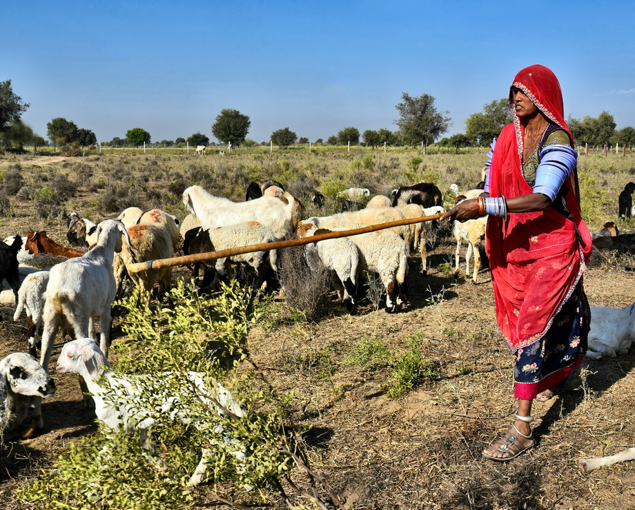 Rabari People