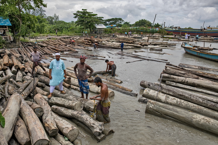 Wood exploitation in Bangladesh