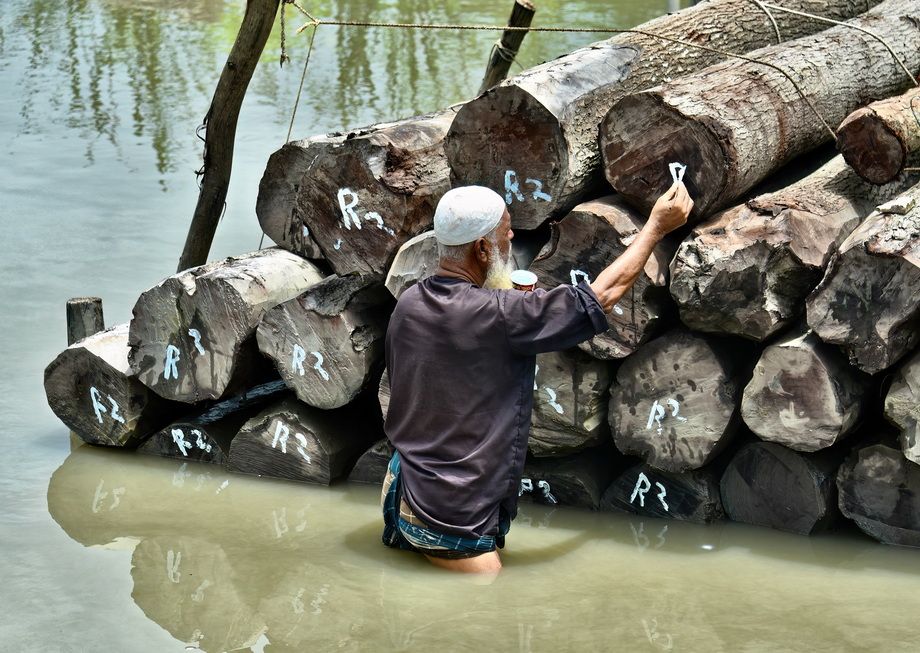 Wood exploitation in Bangladesh