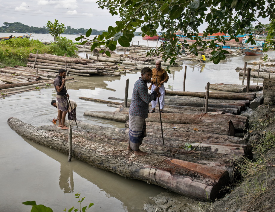 Wood exploitation in Bangladesh