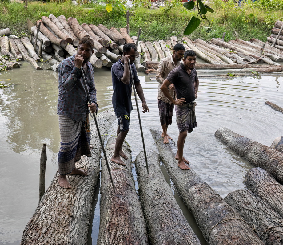 Wood exploitation in Bangladesh