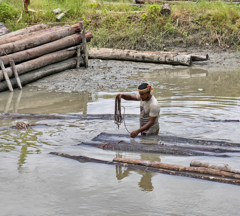 Wood exploitation in Bangladesh