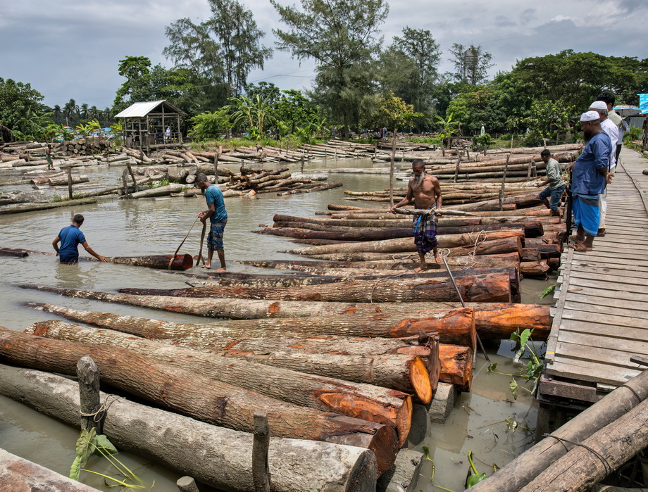 Wood exploitation in Bangladesh