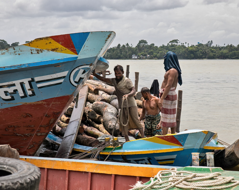 Wood exploitation in Bangladesh