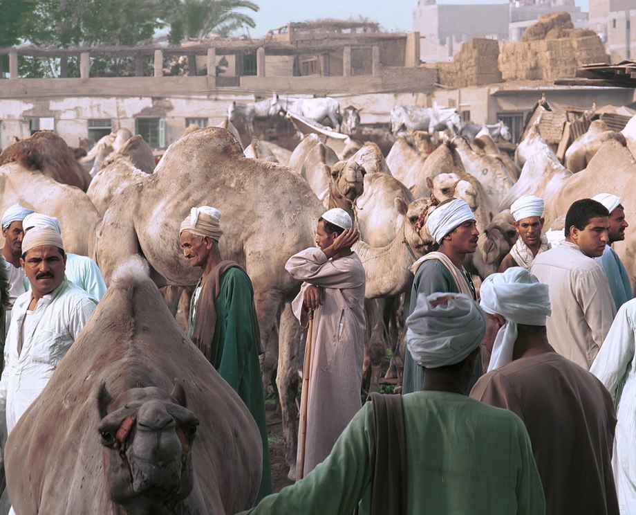 Birqash Camel Market