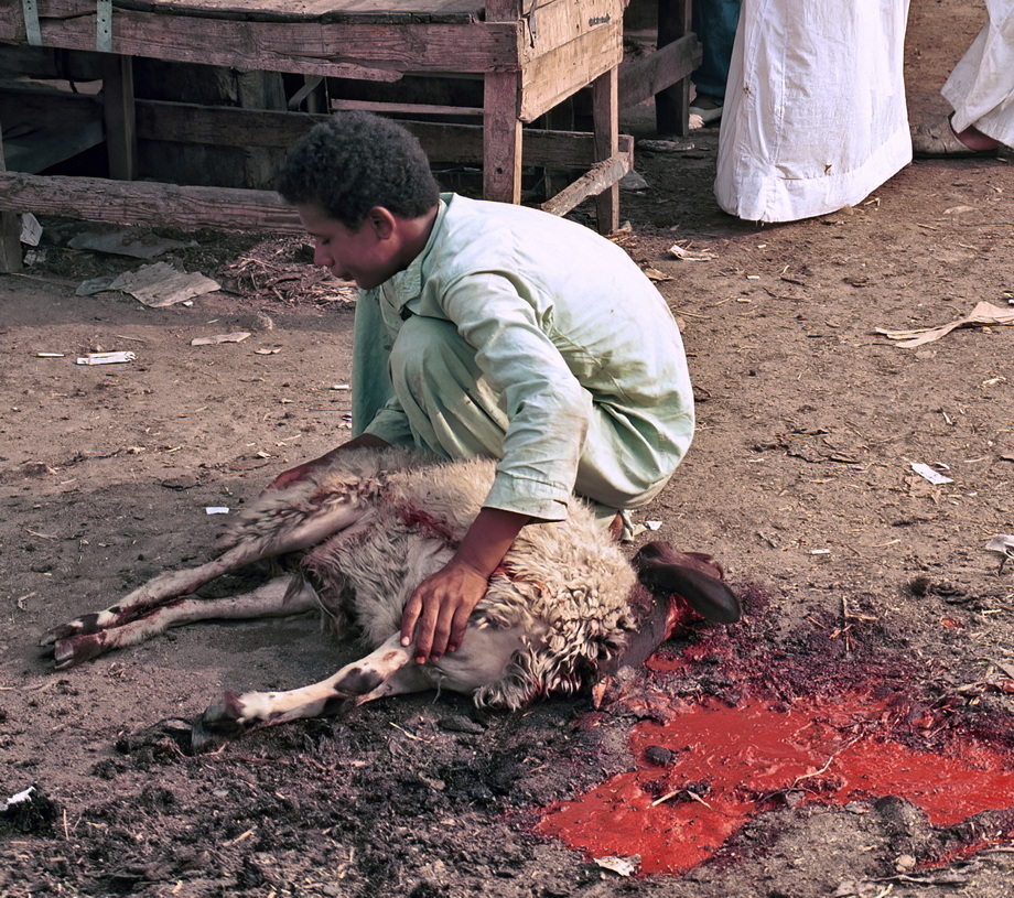 Birqash Camel Market
