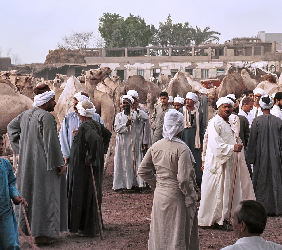 Birqash Camel Market