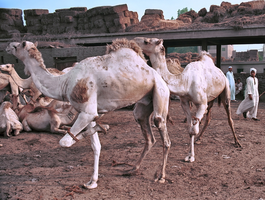 Birqash Camel Market
