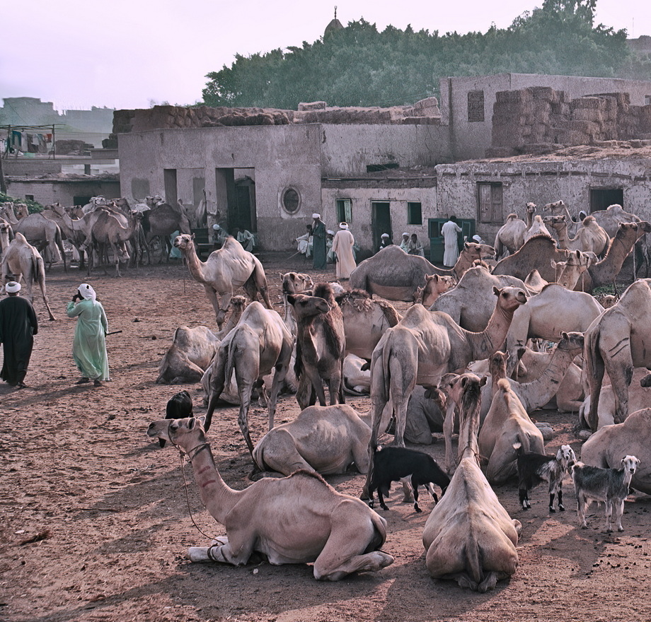 Birqash Camel Market