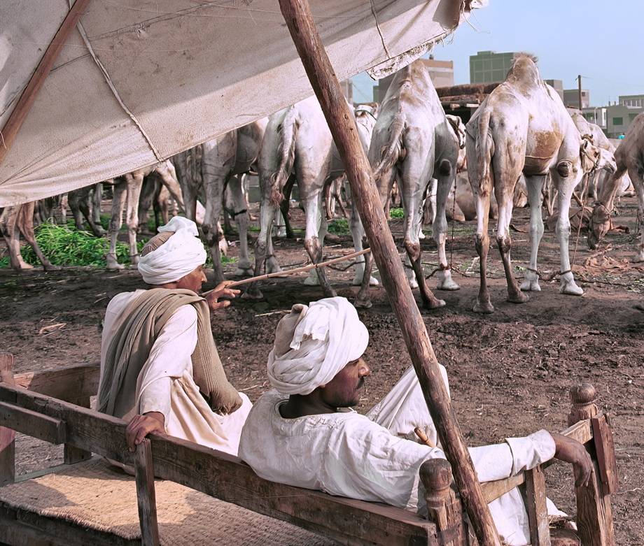 Birqash Camel Market