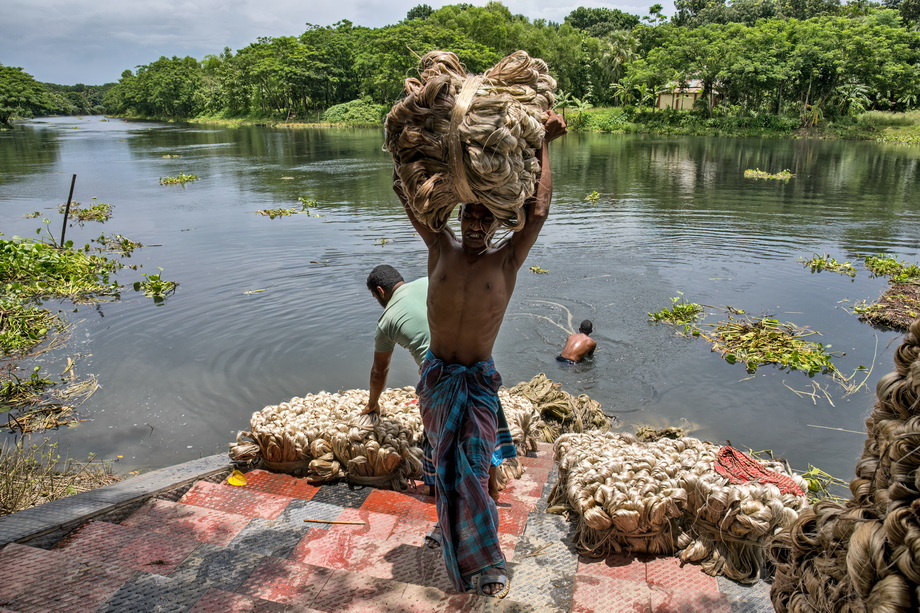 Jute harvesting and processing in Bangladesh