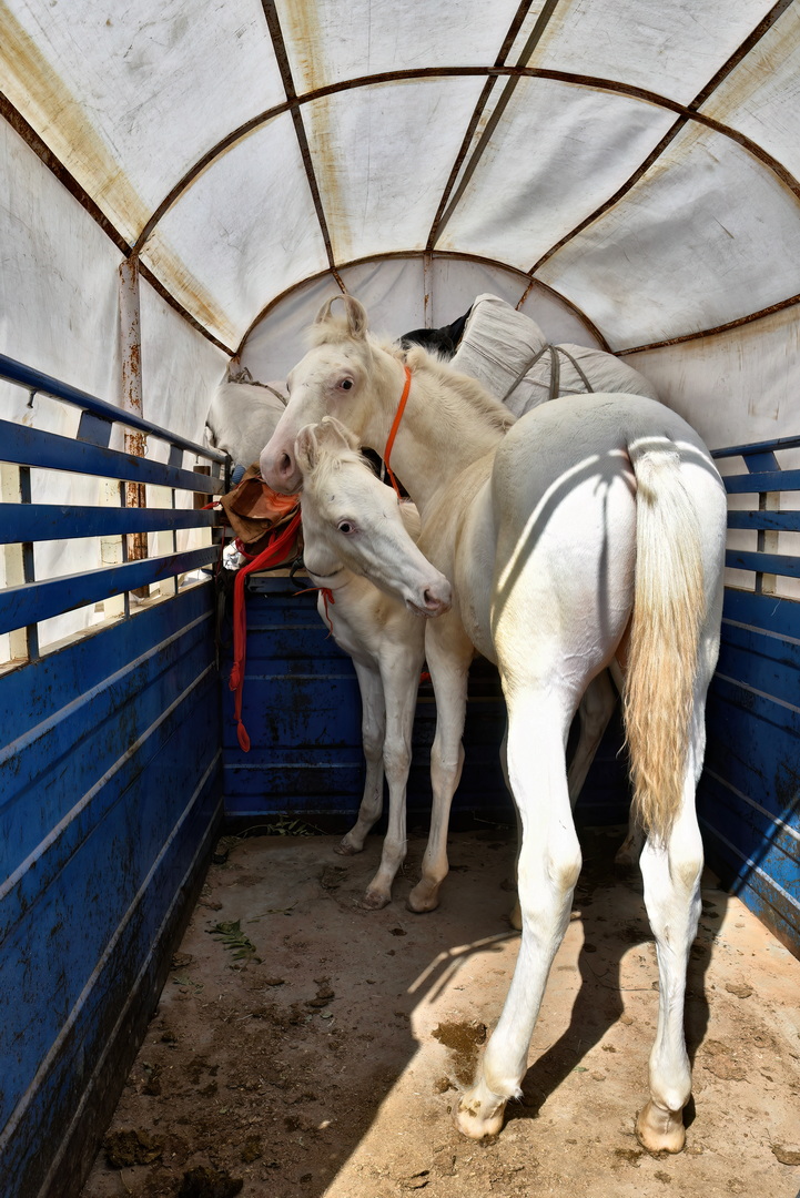 Nagaur Cattle Fair